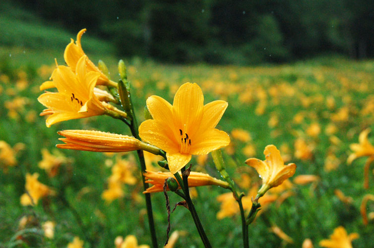 厳選3選 高山植物のシーズン到来 初夏の花 ニッコウキスゲ を見るなら絶対ここ 未来の谷川岳